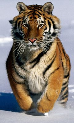 Siberian Tiger