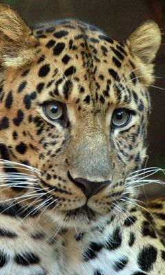 Leopard