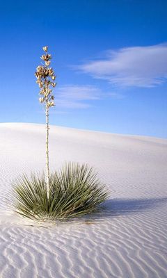 Desert