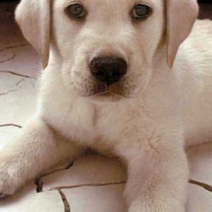 Labrador