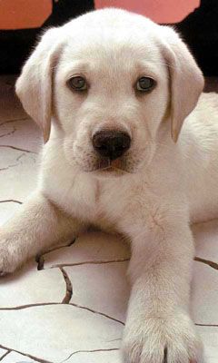 Labrador