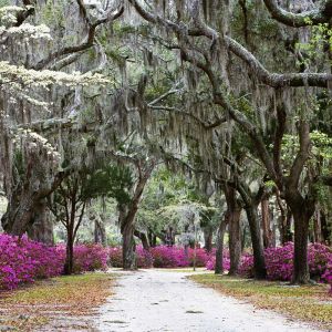 Springtime in Savannah - Georgia