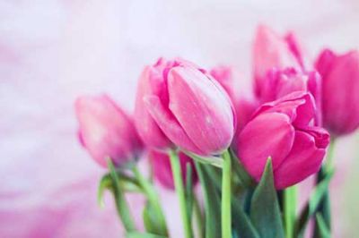Ružové Tulipány