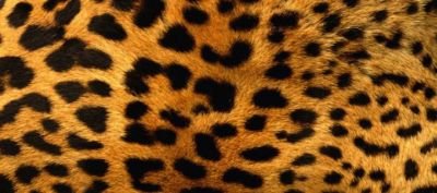Leopardí vzor