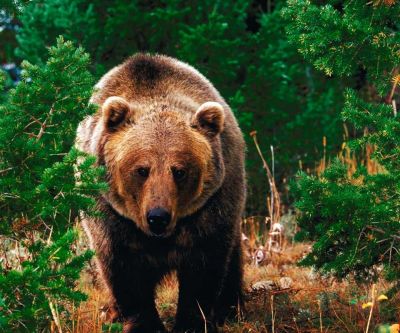 Grizzly medveď v prírode