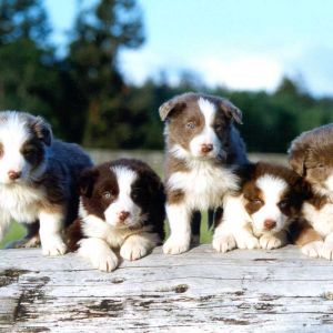 Border Collie