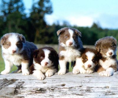 Border Collie