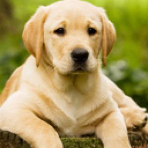 Labrador