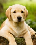 Labrador