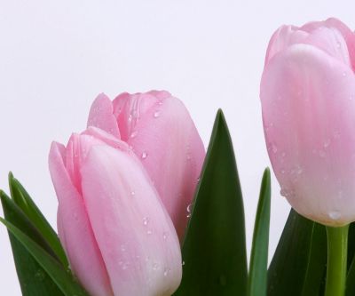 Tulips