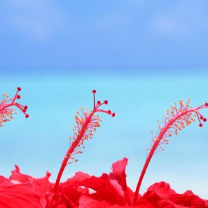 Maldives Hibiscus Flowers