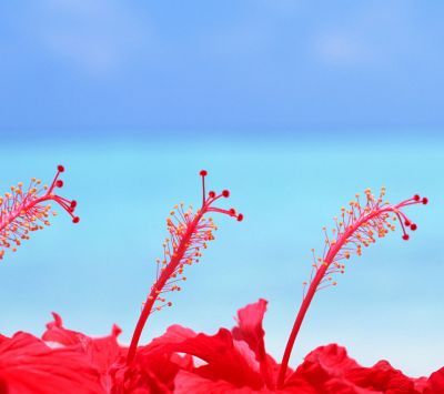 Maldives Hibiscus Flowers