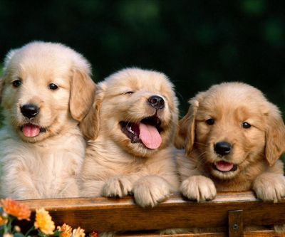 Labradors