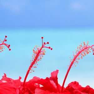 Maldives Hibiscus Flowers