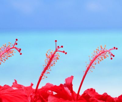 Maldives Hibiscus Flowers