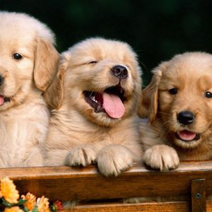 Labradors