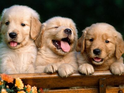 Labradors