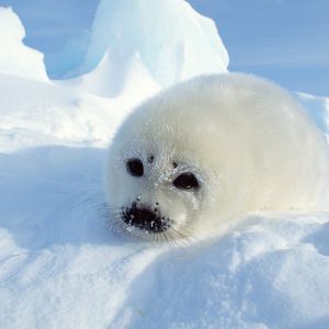 Seal