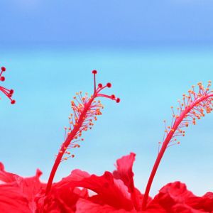 Maldives Hibiscus Flowers