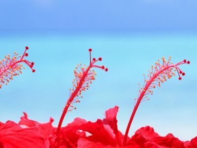 Maldives Hibiscus Flowers