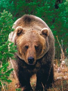 Grizzly Bear