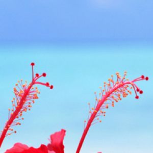 Maldives Hibiscus Flowers