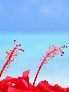 Maldives Hibiscus Flowers