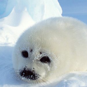 Seal