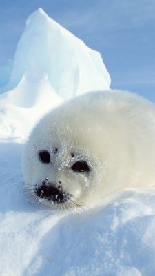 Seal