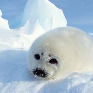 Seal