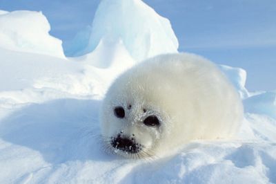 Seal