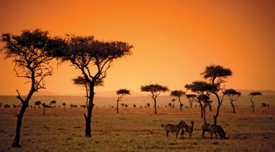 Savanna