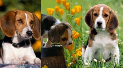 Beagle