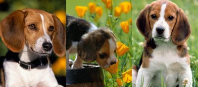 Beagle
