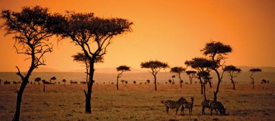 Savanna
