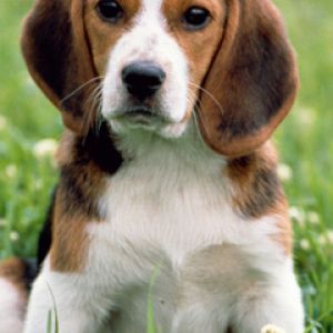 Beagle