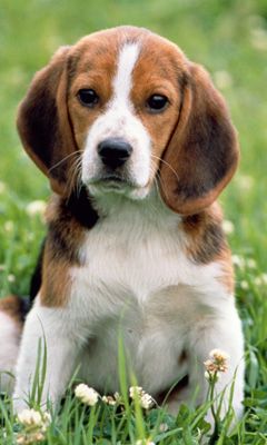 Beagle