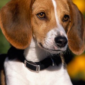 Beagle