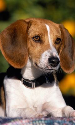 Beagle