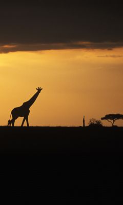 Savanna - Giraffe