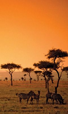 Savanna - Zebra