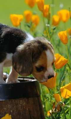 Beagle