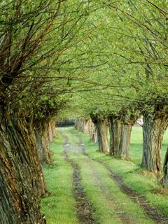 Early Spring - Central Poland