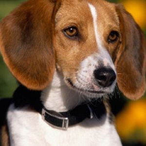 Beagle