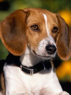 Beagle