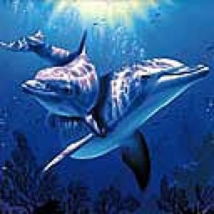 Delfiny