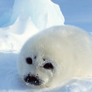 Seal