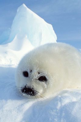 Seal