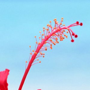 Maldives Hibiscus Flowers