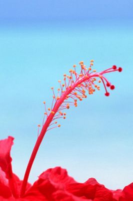 Maldives Hibiscus Flowers